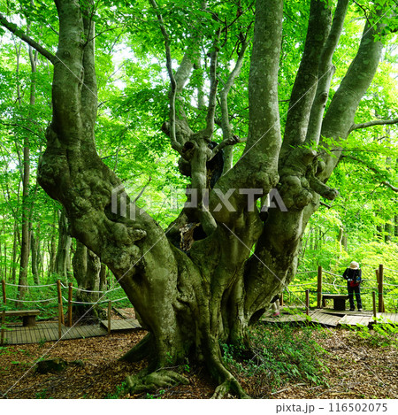 獅子ヶ鼻湿原　秋田県 116502075