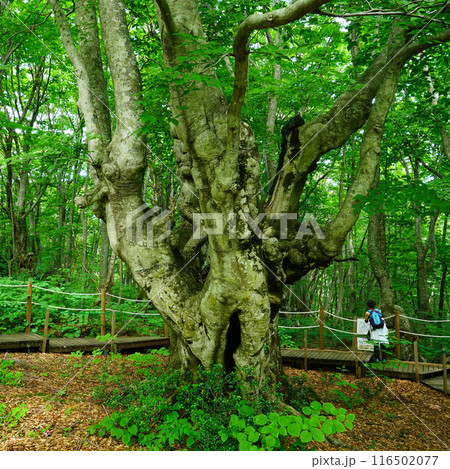 獅子ヶ鼻湿原　秋田県 116502077