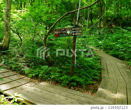 獅子ヶ鼻湿原　秋田県 116502123