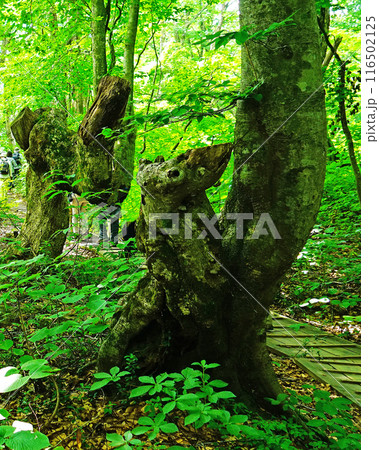 獅子ヶ鼻湿原　秋田県 116502125