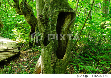獅子ヶ鼻湿原　秋田県 116502130