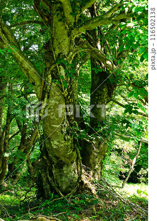 獅子ヶ鼻湿原　秋田県 116502138