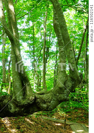 獅子ヶ鼻湿原 秋田県 獅子ヶ鼻湿原 秋田県 116502141