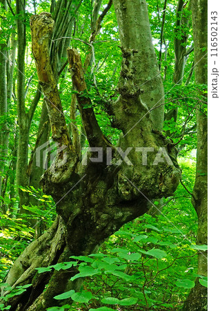獅子ヶ鼻湿原　秋田県 116502143