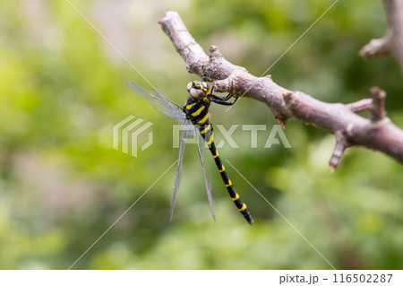 木の枝にとまるオニヤンマのオス 116502287