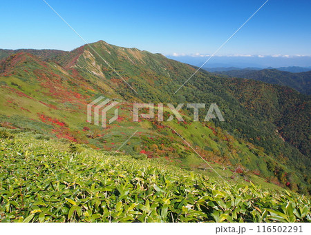 秋の白砂山 秋の白砂山 116502291