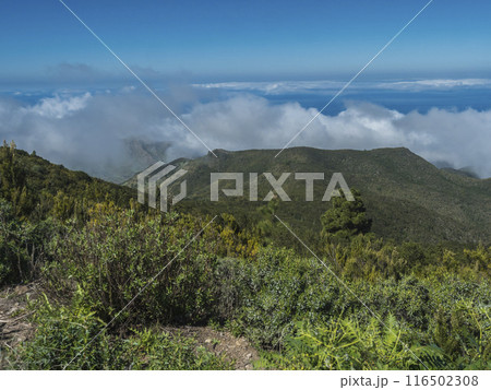 View of lush green vegetation, hills and atlantic ocean from hiking trail around Cruz de Gala peak, Teno mountain range, Tenerife, Canary Islands, Spain, Europe. View of lush green vegetation, hills and atlantic ocean from hiking trail around Cruz de Gala peak, Teno mountain range, Tenerife, Canary Islands, Spain, Europe. 116502308