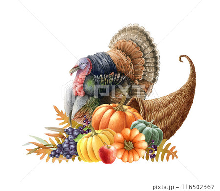 Thanksgiving festive cornucopia with turkey bird, pumpkins, autumn leaves. Harvest cornucopia with pumpkins watercolor painted illustration. Autumn season thanksgiving vintage style decoration 116502367