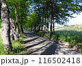 新緑に包まれた静かな散歩道 116502418