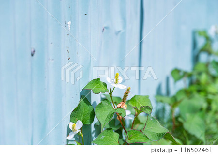道端のどくだみの花 道端のどくだみの花 116502461