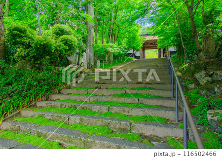 【須原宿】新緑と山門と苔生す石段【木曽郡大桑村】 116502466