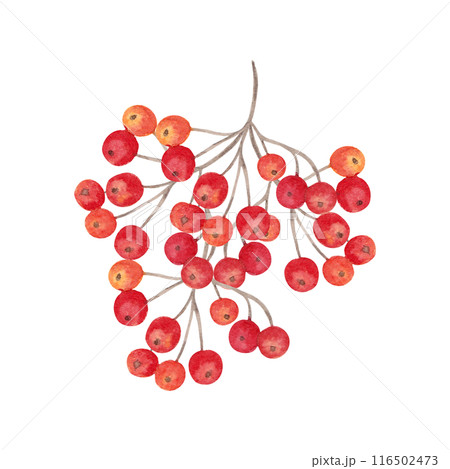 A bunch of red-orange rowan berries. Botanical watercolor illustration. Hand drawn isolated clip art. Autumn holidays, Thanksgiving. For printing on postcards, stickers, notepads, dishes, paper. 116502473