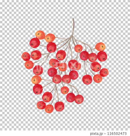 A bunch of red-orange rowan berries. Botanical watercolor illustration. Hand drawn isolated clip art. Autumn holidays, Thanksgiving. For printing on postcards, stickers, notepads, dishes, paper. 116502473