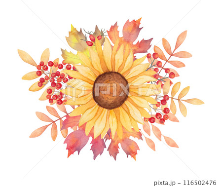 Sunflower flower with red rose hips, rowan berries and maple leaves. Botanical composition watercolor illustration. Hand drawn isolated art. Autumn bouquet for the holidays Thanksgiving, Halloween. 116502476