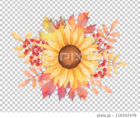 Sunflower flower with red rose hips, rowan berries and maple leaves. Botanical composition watercolor illustration. Hand drawn isolated art. Autumn bouquet for the holidays Thanksgiving, Halloween. 116502476