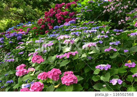 静岡県 可睡ゆりの園 一面の紫陽花 静岡県 可睡ゆりの園 一面の紫陽花 116502568