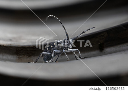 屋根に舞い降りたゴマダラカミキリ 屋根に舞い降りたゴマダラカミキリ 116502683