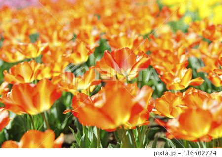 チューリップまつり 116502724