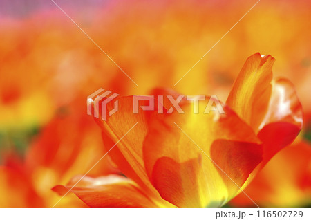 チューリップまつり 116502729