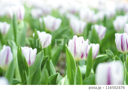 春の花 チューリップ 春の花 チューリップ 116502876