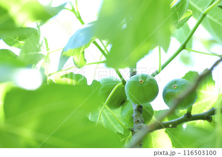 近所でみたイチジク 116503100