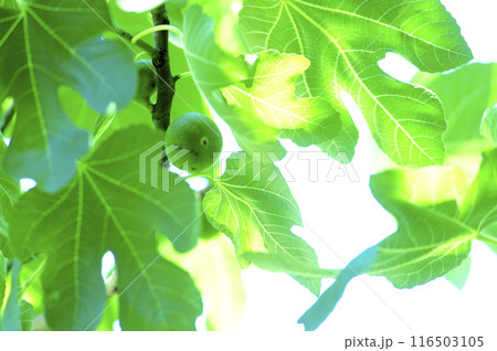 近所でみたイチジク 近所でみたイチジク 116503105