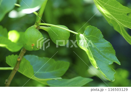 近所でみたイチジク 116503129