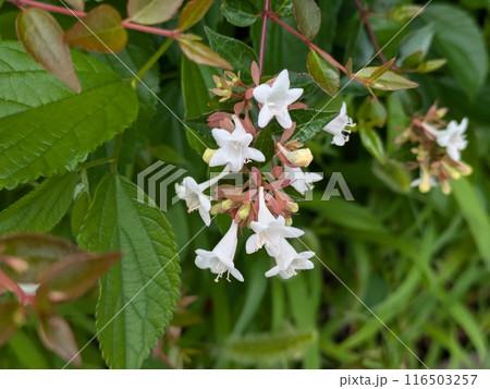 初夏の庭に咲く白いアベリア（ハナツクバネウツギ）の花 116503257