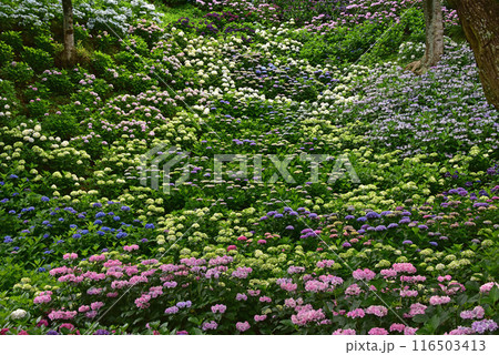 静岡県 可睡ゆりの園 一面の紫陽花 静岡県 可睡ゆりの園 一面の紫陽花 116503413