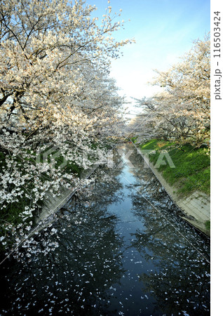 近所で見た桜 近所で見た桜 116503424