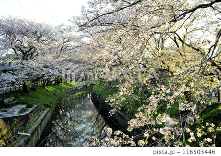近所で見た桜 116503446