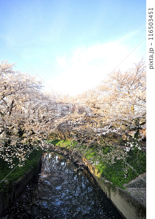 近所で見た桜 近所で見た桜 116503451