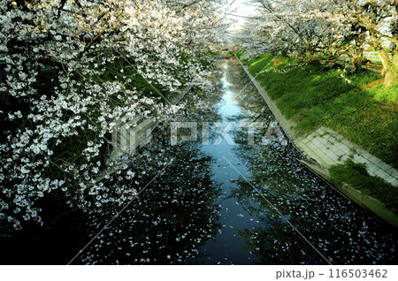 近所で見た桜 近所で見た桜 116503462