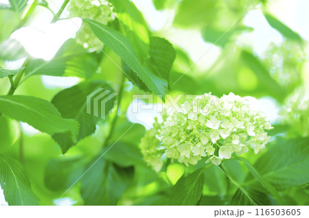 近所のあじさい 近所のあじさい 116503605