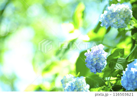近所のあじさい 近所のあじさい 116503621