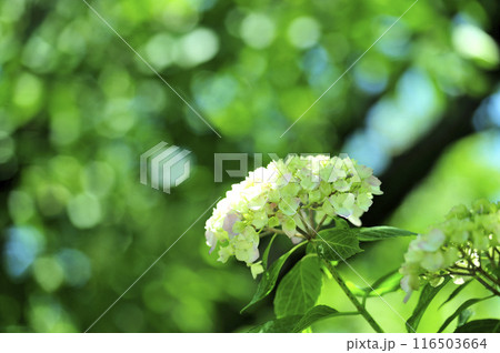 近所のあじさい 近所のあじさい 116503664