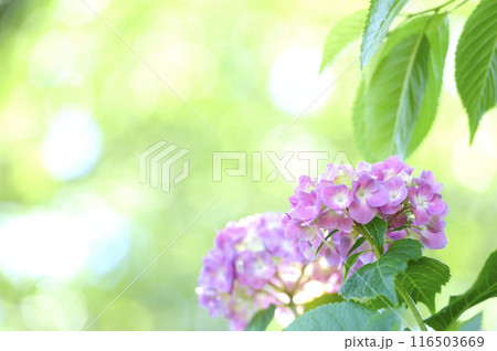 近所のあじさい 近所のあじさい 116503669