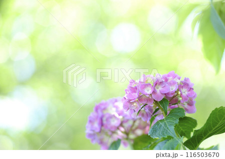 近所のあじさい 116503670