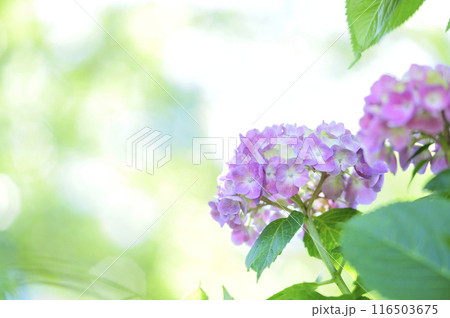 近所のあじさい 116503675