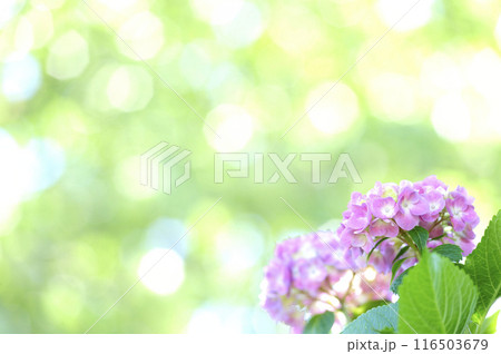 近所のあじさい 116503679