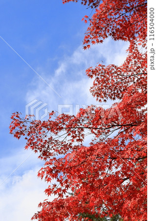 青空と紅葉 青空と紅葉 116504000