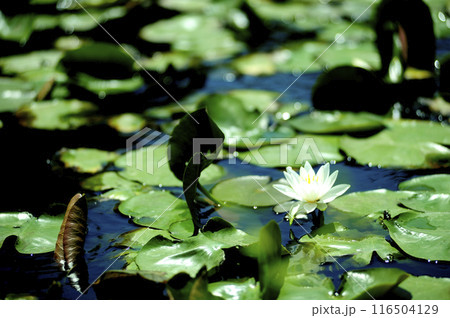 池に咲く睡蓮 116504129
