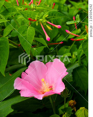 夏に咲くピンクの芙蓉の花と白粉花の蕾 116504292