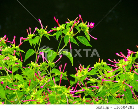 黒背景の白粉花の蕾 116504293