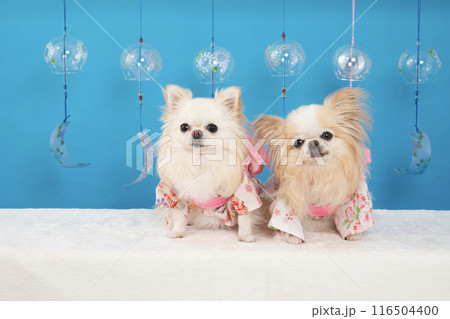 ブルーバックと風鈴と浴衣を着たチワワのルアナとラナ 116504400