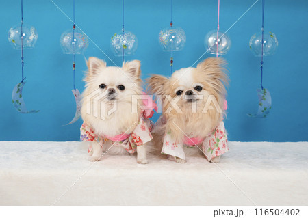 ブルーバックと風鈴と浴衣を着たチワワのルアナとラナ 116504402