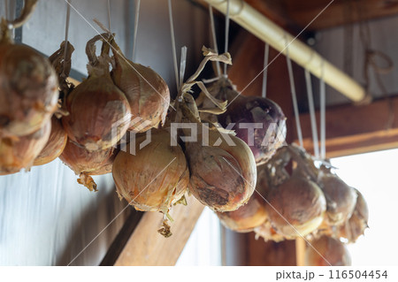 保存のため干している玉ねぎ 保存のため干している玉ねぎ 116504454