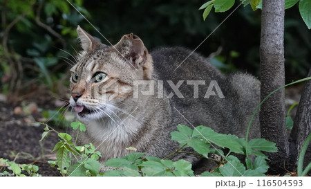 のらねこ のらねこ 116504593