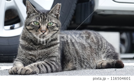 のらねこ 116504601