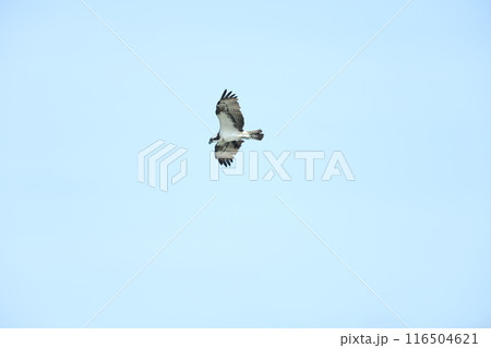 ミサゴの飛翔 116504621